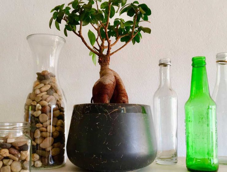 Ginseng Mucizesi ile Tanışın Ginseng Mucizesi ile Tanışın